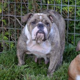 Flora - Bulldog