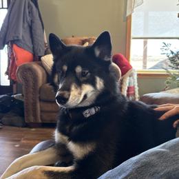 Sasha of windy mountains ranch - Black and white female Siberian Husky puppy in Alamosa, Colorado from Windy Mountains Ranch Siberian Huskies