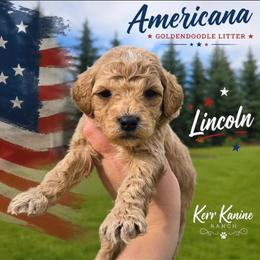 Lincoln - Apricot male Goldendoodle puppy in Ashton, Idaho from Kerr Kanine Ranch