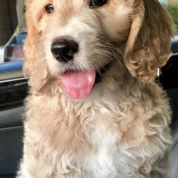 Goldendoodle All Grown Up from Suntini’s Posh Pets