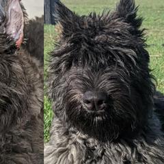 Bouvier des Flandres from Boondock Bouviers