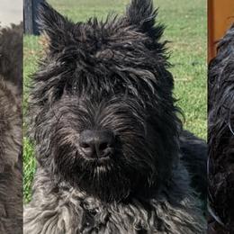 Bouvier des Flandres from Boondock Bouviers