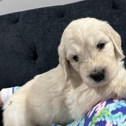 Goldendoodle Puppies from Lakes Golden Doodles