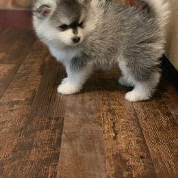 Pomsky Puppies from Ritzy Puppies