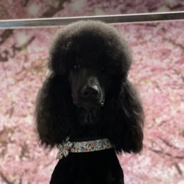 Dani - Poodle