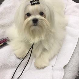 Maltese from Maltese By Valerie