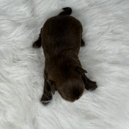 Houston - Chocolate male Shih Tzu puppy in Columbia, Kentucky from Lisa Bandy Luxe Shih Tzu