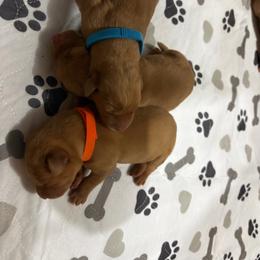 Green - Yellow male Labrador Retriever puppy in Oklahoma City, Oklahoma from H & H Retrievers