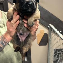 Boy 1 - Mahogany male Belgian Malinois puppy in China Spring, Virginia from Childress Creek Kennels