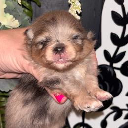 Blue merle - Blue merle male Pomeranian puppy in Fayetteville, North Carolina from Tar-heel Poms