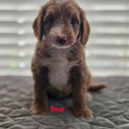 Bear - Apricot male Goldendoodle puppy in Summerville, South Carolina from Channys Doodles