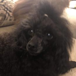 Chinese Cresteds and Poodles from Cosmic Chinese Cresteds & Wind-Echo Poodles
