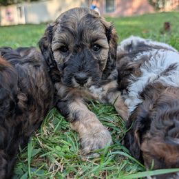 Snack Wrap - Black and tan female Cavapoo puppy in Coshocton, Ohio from Forever Family Puppies