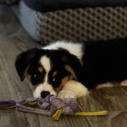 Cardigan Welsh Corgi Puppies from LoneStar Cardigan Welsh Corgis