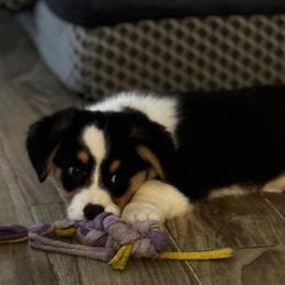 Cardigan Welsh Corgi Puppies from LoneStar Cardigan Welsh Corgis