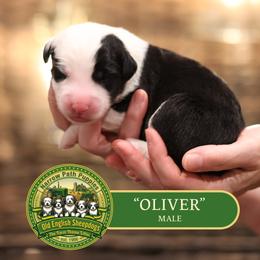 Boy 4 - male Old English Sheepdog puppy in Cleveland, Tennessee from Narrow Path Old English & Sheepadoodles