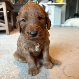 Pink - Red  female Goldendoodle puppy in Buda, Texas from Anita’s Doodles