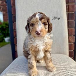 Harp - Chocolate merle male Bernedoodle puppy in Owasso, Oklahoma from Kallams Bernedoodles & Bernese Mountain Dogs