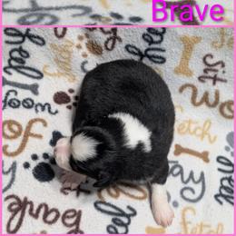 Brave - Black & white female Australian Shepherd puppy in Squaw Valley, California from A&M Australian Shepherds