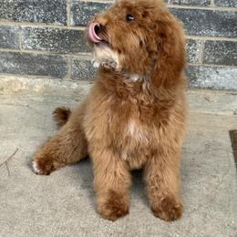 Purple - Red  female Goldendoodle puppy in Katy, Texas from Sweet T Doodles