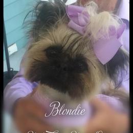 Blondie - Shih Tzu
