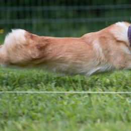 Pembroke Welsh Corgis from Croswynd Crew