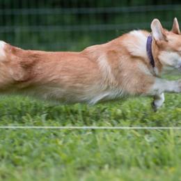 Pembroke Welsh Corgis from Croswynd Crew