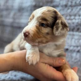 Cherry - Red merle female Australian Shepherd puppy in Columbia Falls, Montana from Firefly Horse Co Wellness Retreat Center