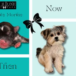 Morkie and Shorkie Puppies from Lil Luxe Pups