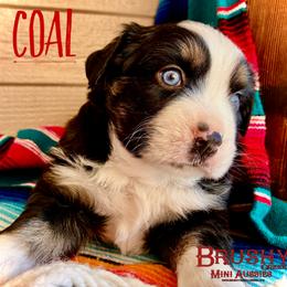 BRUSHY CREEKS COAL - Black tri male Miniature Australian Shepherd puppy in Red Oak, Texas from Brushy Creek Aussies & Mini Aussies