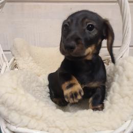Red Collar Jazz - Wild boar female Dachshund puppy in Greenbrier, Tennessee from Dry Creek Dachshunds