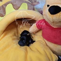 Lock - Black and cream male Dachshund puppy in Martin City, Montana from FleuryDachs
