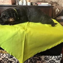 Boy 4 - Black and red male German Shepherd puppy in Londonderry, New Hampshire from Rusak Shepherds / Wiley Hill Shepherds