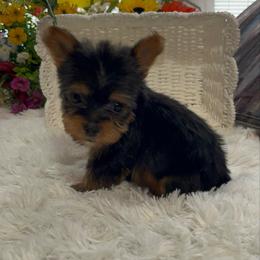 AKC Roman - Blue and gold male Yorkshire Terrier puppy in Elgin, South Carolina from Silver Bells Paw Prints