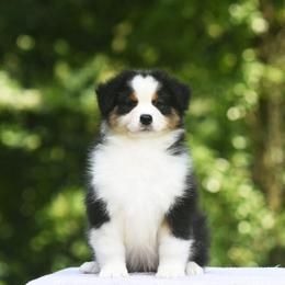 Boy 1 - Black tri-color male Australian Shepherd puppy in Glade Spring, Virginia from Paramount Aussies
