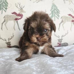 Theodore - Chocolate and tan male Yorkshire Terrier puppy in Jacksonville, Florida from Ja'Dor Yorkies