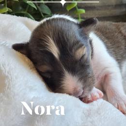 Nora - Sable and white female Shetland Sheepdog puppy in Gladbrook, Iowa from T Triple C Shelties