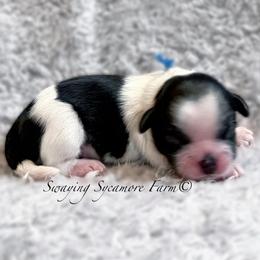 Black and White - Black and white male Shih Tzu puppy in Crawfordsville, Indiana from Swaying Sycamore Farm