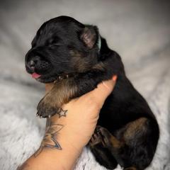 Aqua Collar girl - Black and red female German Shepherd puppy in Louisville, Kentucky from Haus of Beautiful Chaos German Shepherds