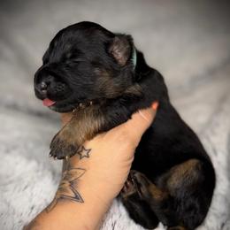 Aqua Collar girl - Black and red female German Shepherd puppy in Louisville, Kentucky from Haus of Beautiful Chaos German Shepherds