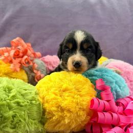 Black tri female 2 - Black tri female Miniature American Shepherd puppy in Connecticut from Novus Kennels