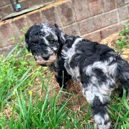 Wish with training - Phantom female Bernedoodle puppy in Boonville, North Carolina from Doods & Dolls