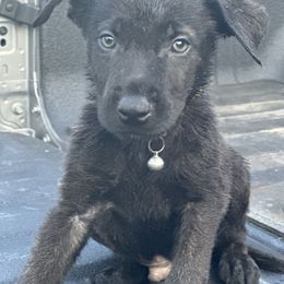 Boy 3 yellow collar - Gold brindle Dutch Shepherd puppy in Saint Amant, Louisiana from Mercy Kennels