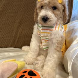 Sadie - Parti female Poodle puppy in Mobile, Alabama from Semmy’s Standard Poodle LLC