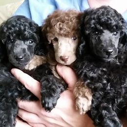 Poodles from Horizon Poodles