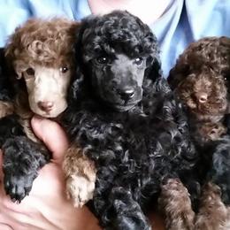 Poodles from Horizon Poodles