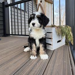 Rocco - Tri-color male Bernedoodle puppy in Holtwood, Pennsylvania from Country Ridge Puppies