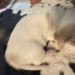 Hank - Lemon and white male Basset Hound puppy in Maryland from Grind Stone Breeding Kennels