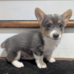 Puddles - Blue male Pembroke Welsh Corgi puppy in Brandon, Mississippi from Jenny May’s Corgis