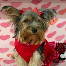 Biewer Terriers, Maltese, Maltipoos, Morkies, Poodles, and Yorkshire Terriers from The Puppy Palace